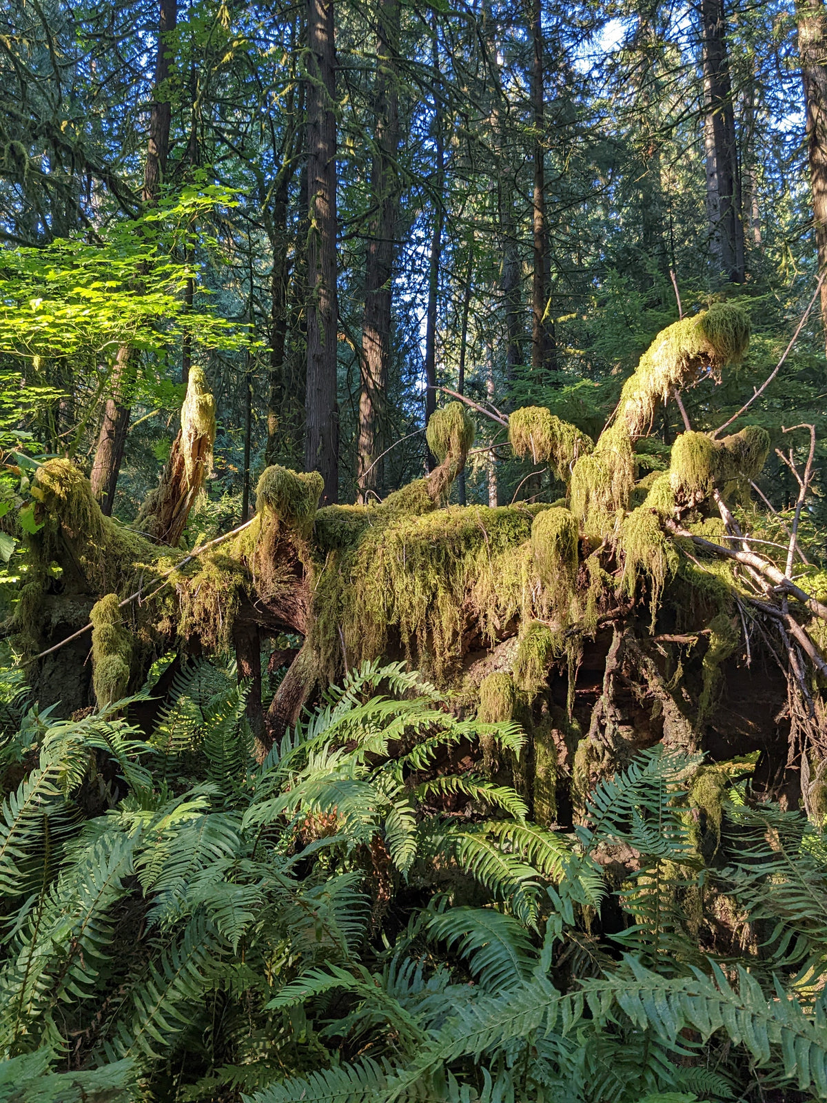 Hiding Under The Moss