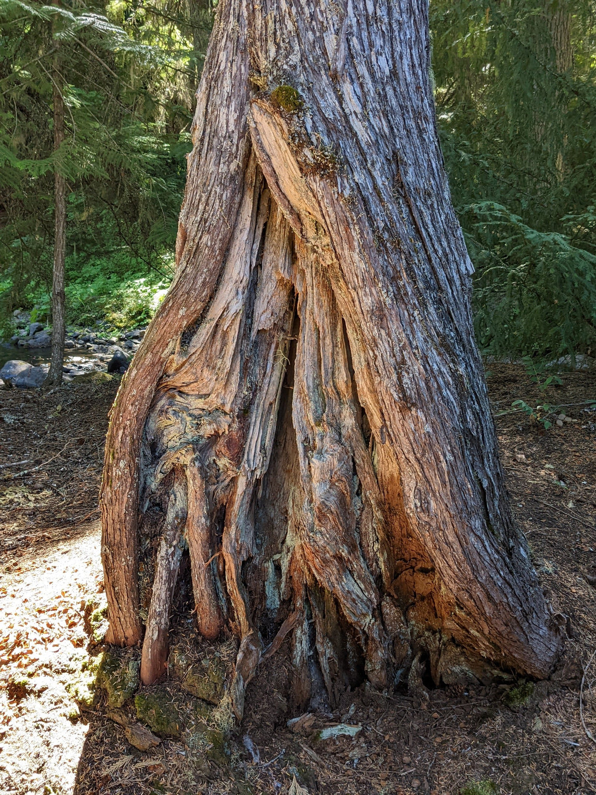 Pouting Little Tree Spirit