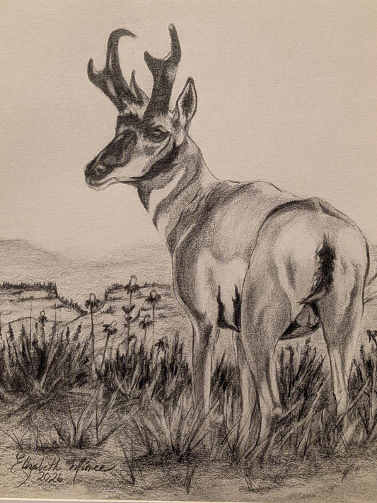 Montana Antelope