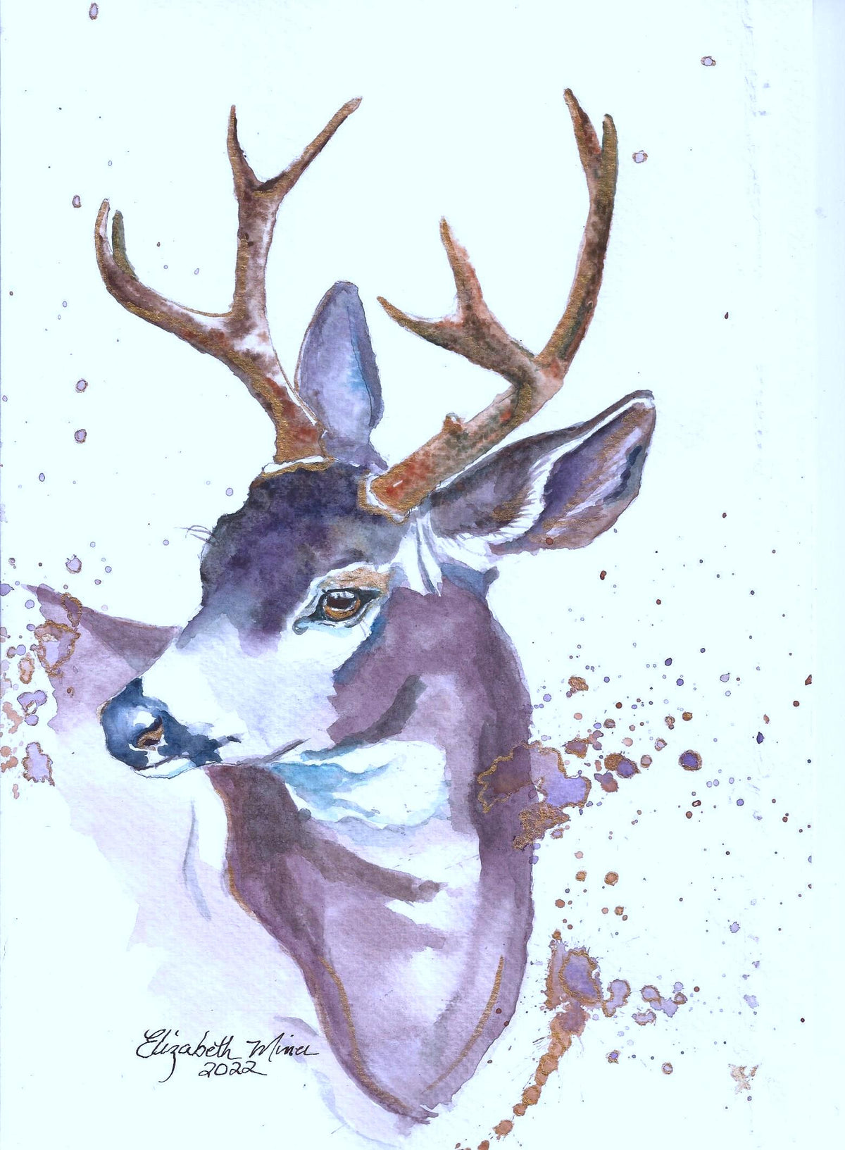 Mule Deer Buck