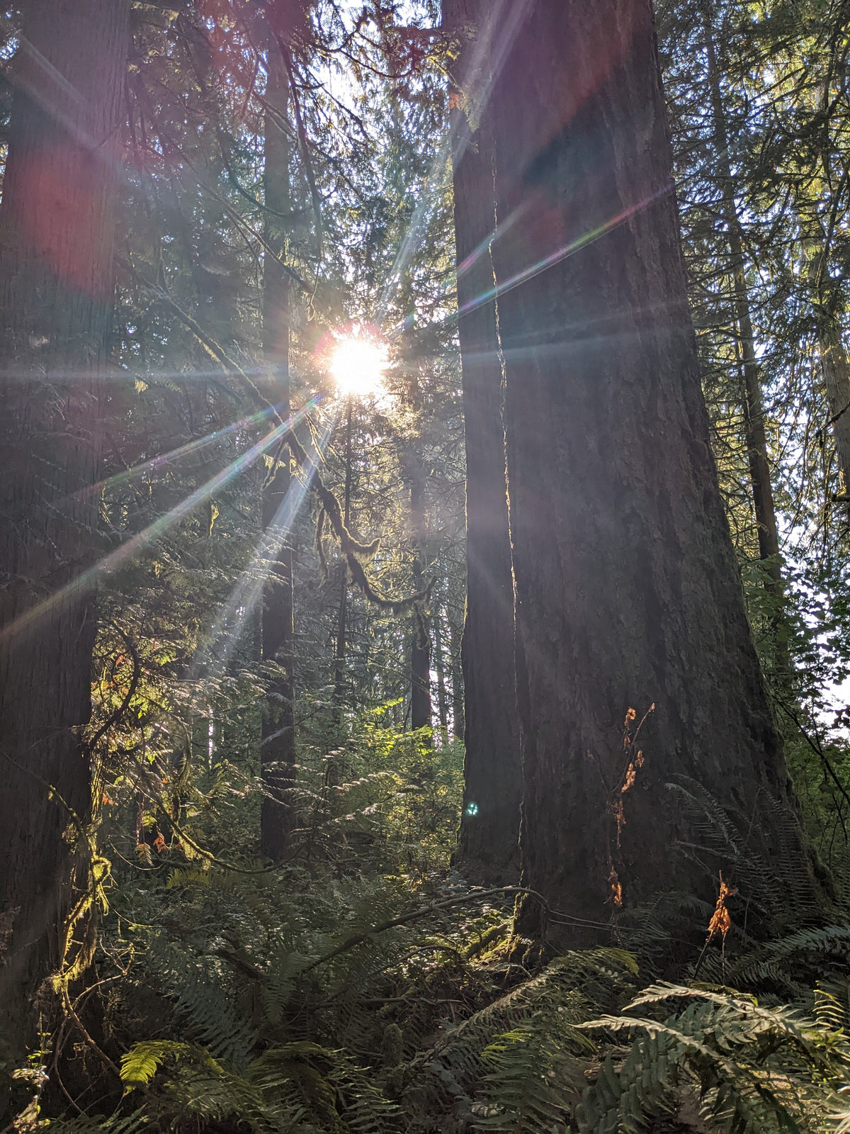 Spirit of the Trees