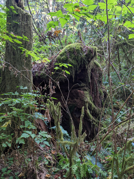 The Harbor Seal of the Forest