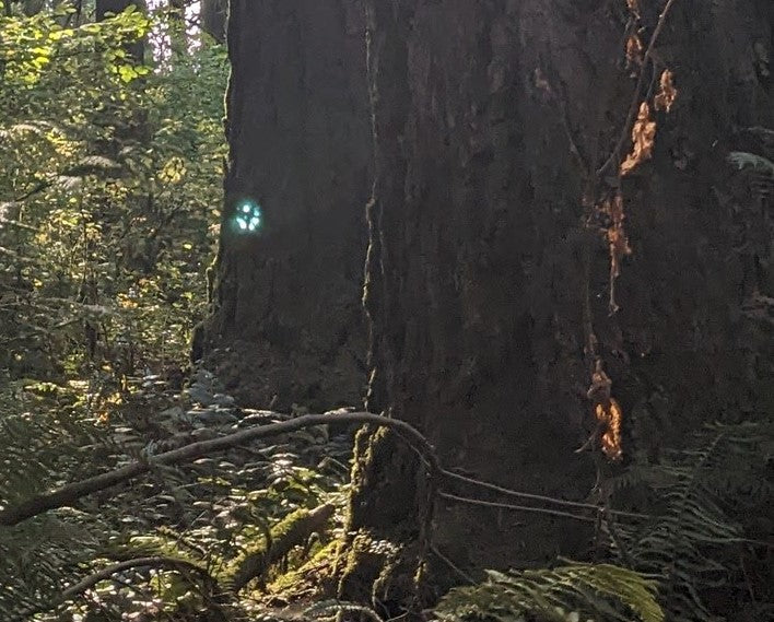 Spirit of the Trees