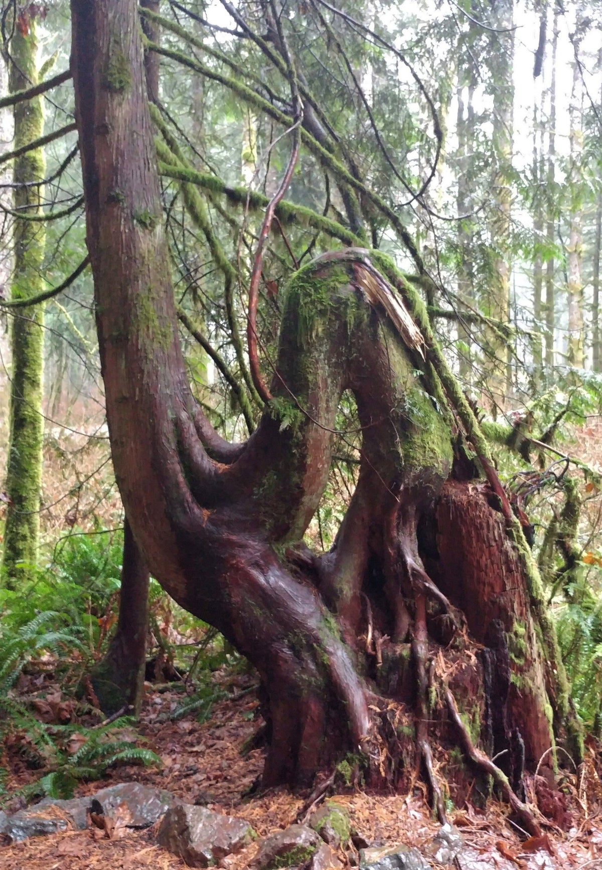 Tiger Mountain Grandmother