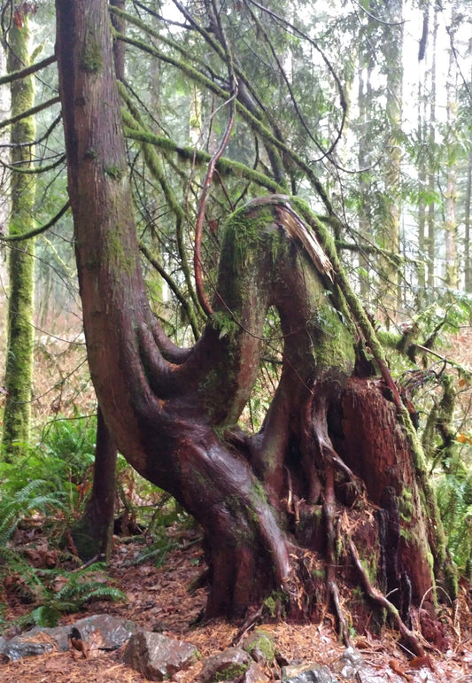 Tiger Mountain Grandmother